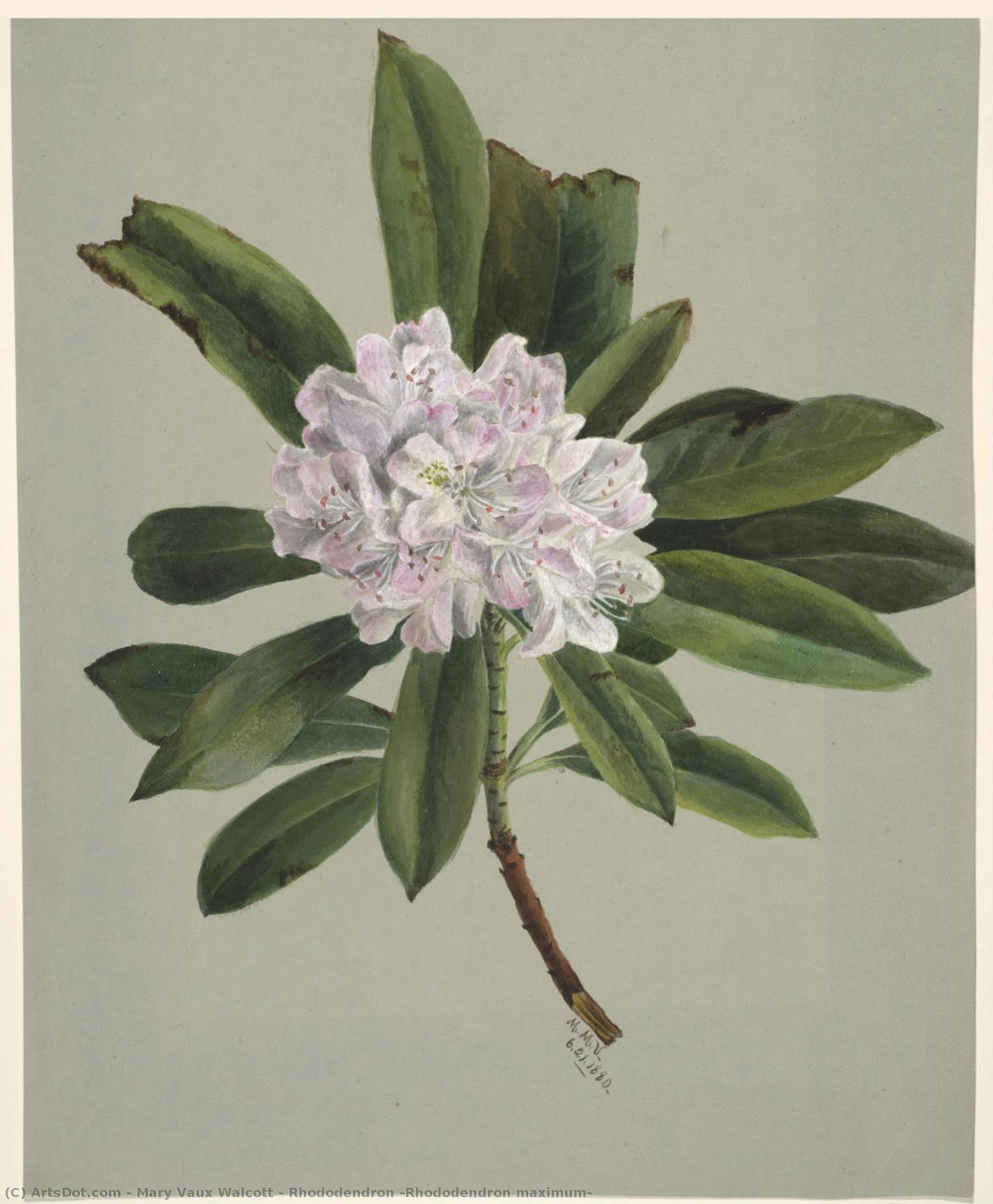 Rhododendron (rhododendron Maximum) — Mary Vaux Walcott