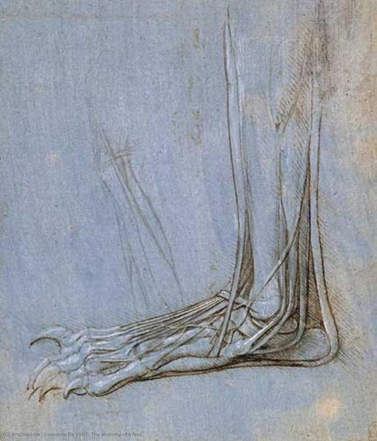 The Anatomy Of A Foot — Leonardo Da Vinci