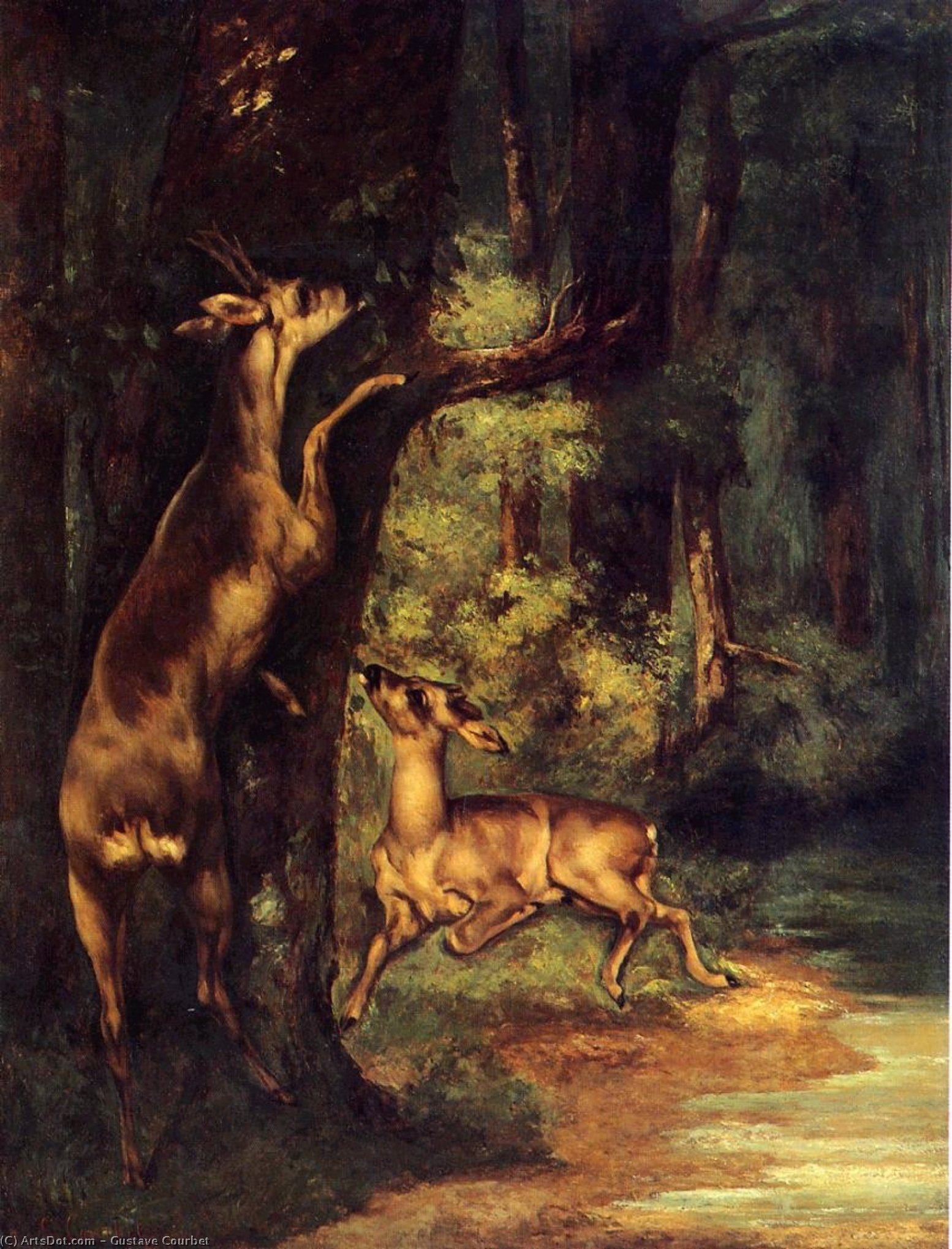 Ciervo Macho Y Hembra En El Bosque — Gustave Courbet