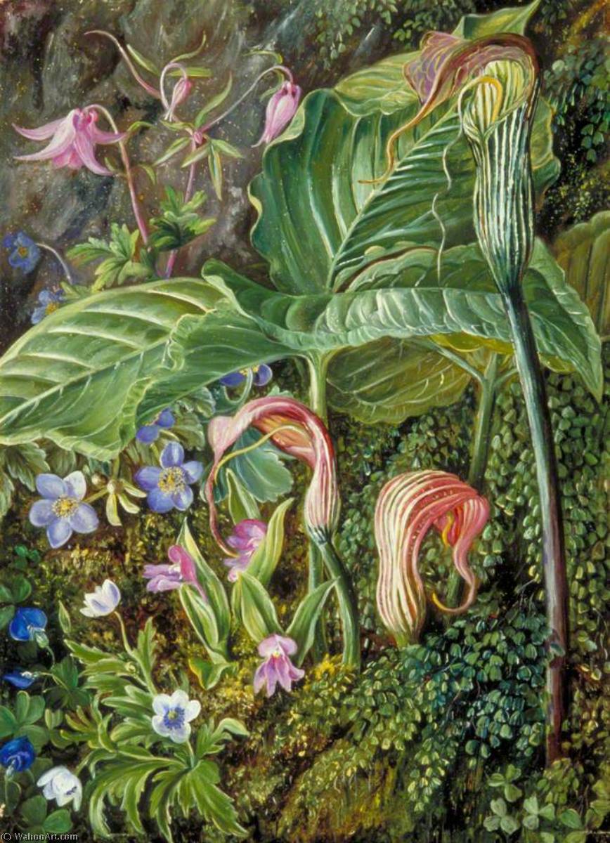 Himalayan Flowers Embedded In Maidenhair Fern — Marianne North