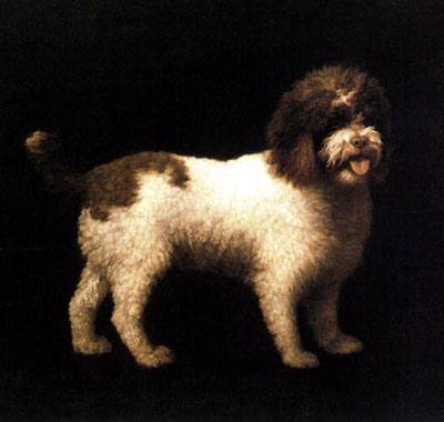 A Water Spaniel — George Stubbs
