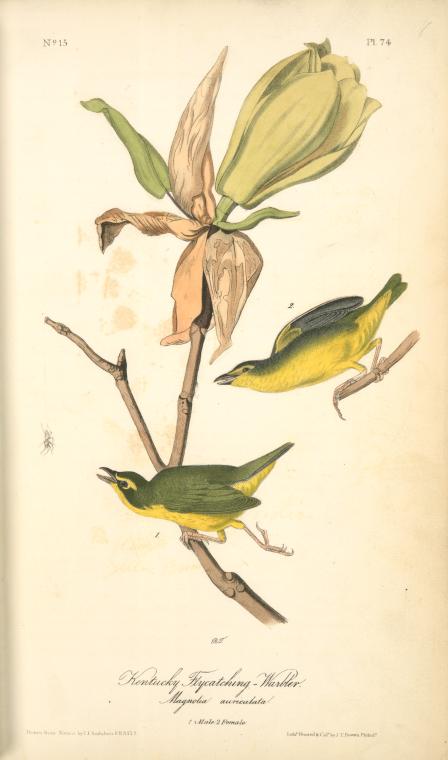 Kentucky Flycatching-warbler, 1. Male, 2. Female. Magnolia Auriculata. — John James Audubon