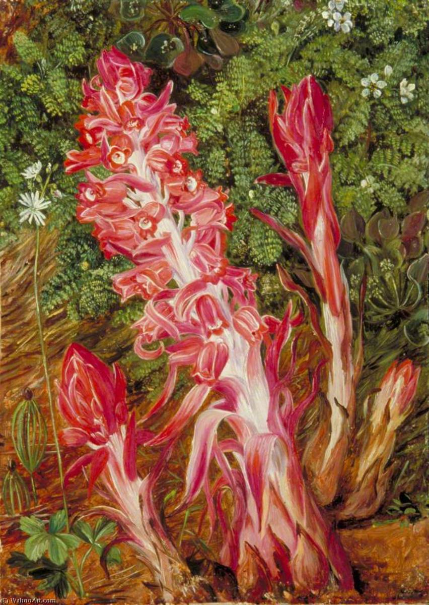 Californian Flowers — Marianne North