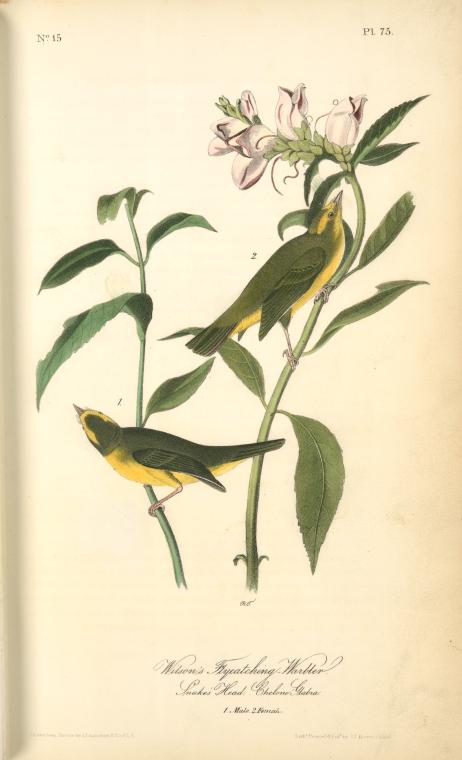 Wilson's Flycatching-warbler, 1. Male, 2. Female. (snake's Head. Chelone Glabra.) — John James Audubon