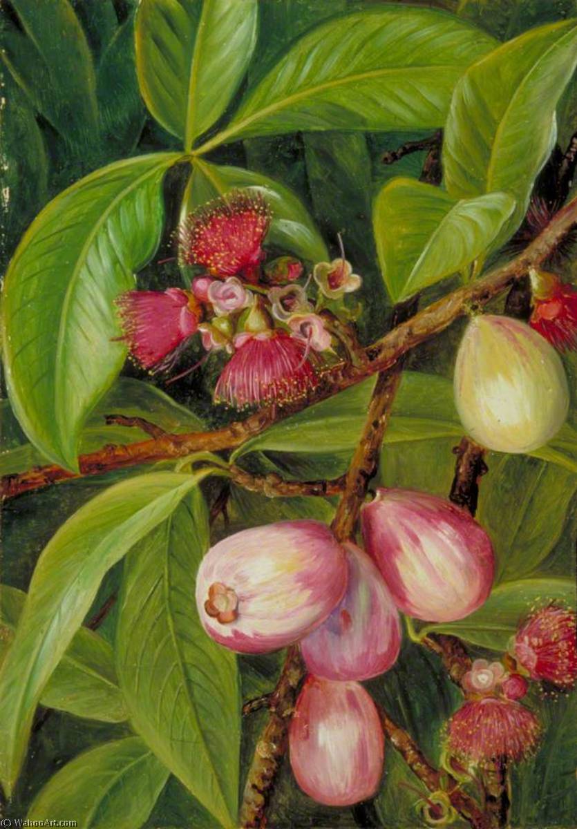 Foliage, Fruit And Flowers Of A Rose Apple, Java — Marianne North
