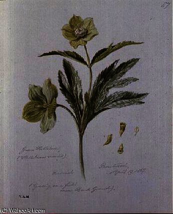 Green Hellebore — William Linton