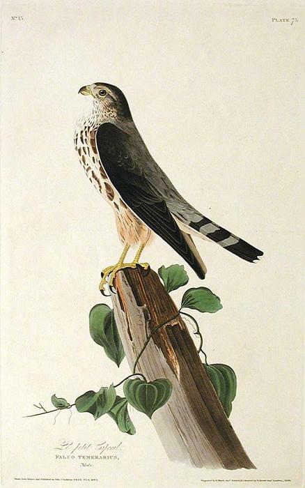 Le Petit Corporal — Robert Havell