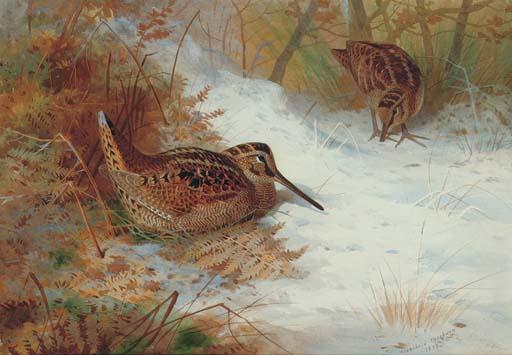 Woodcock In Snow — Archibald Thorburn