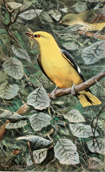Golden Oriole — Friedrich Wilhelm Kuhnert