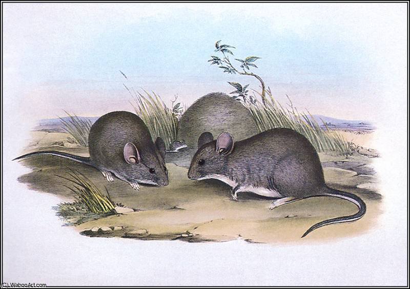 Greater Stick Nest Rat — John Gould