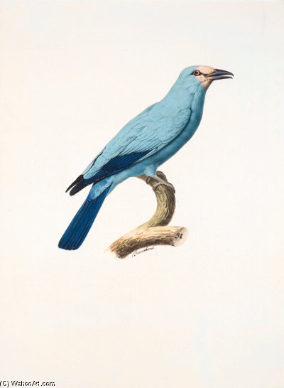 Coracias Garrulus — Jacques Barraband