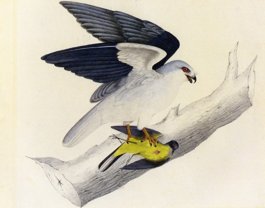 White-tailed Kite — John James Audubon