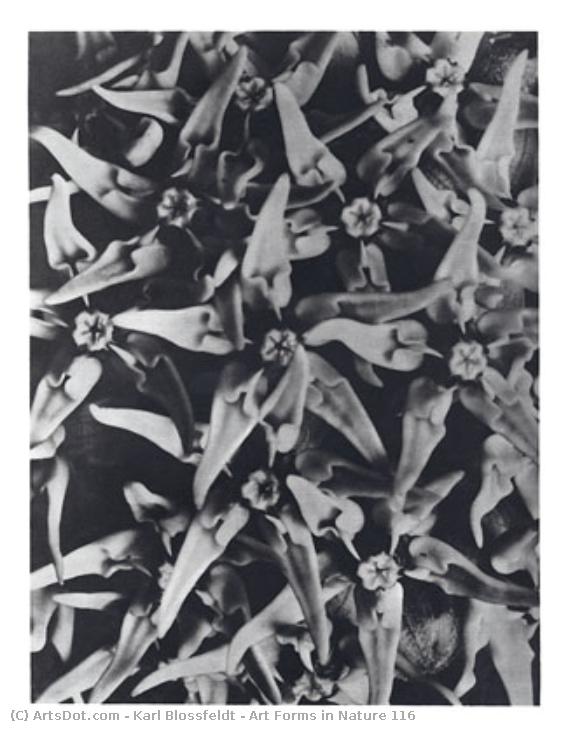 Art Forms In Nature 116 — Karl Blossfeldt