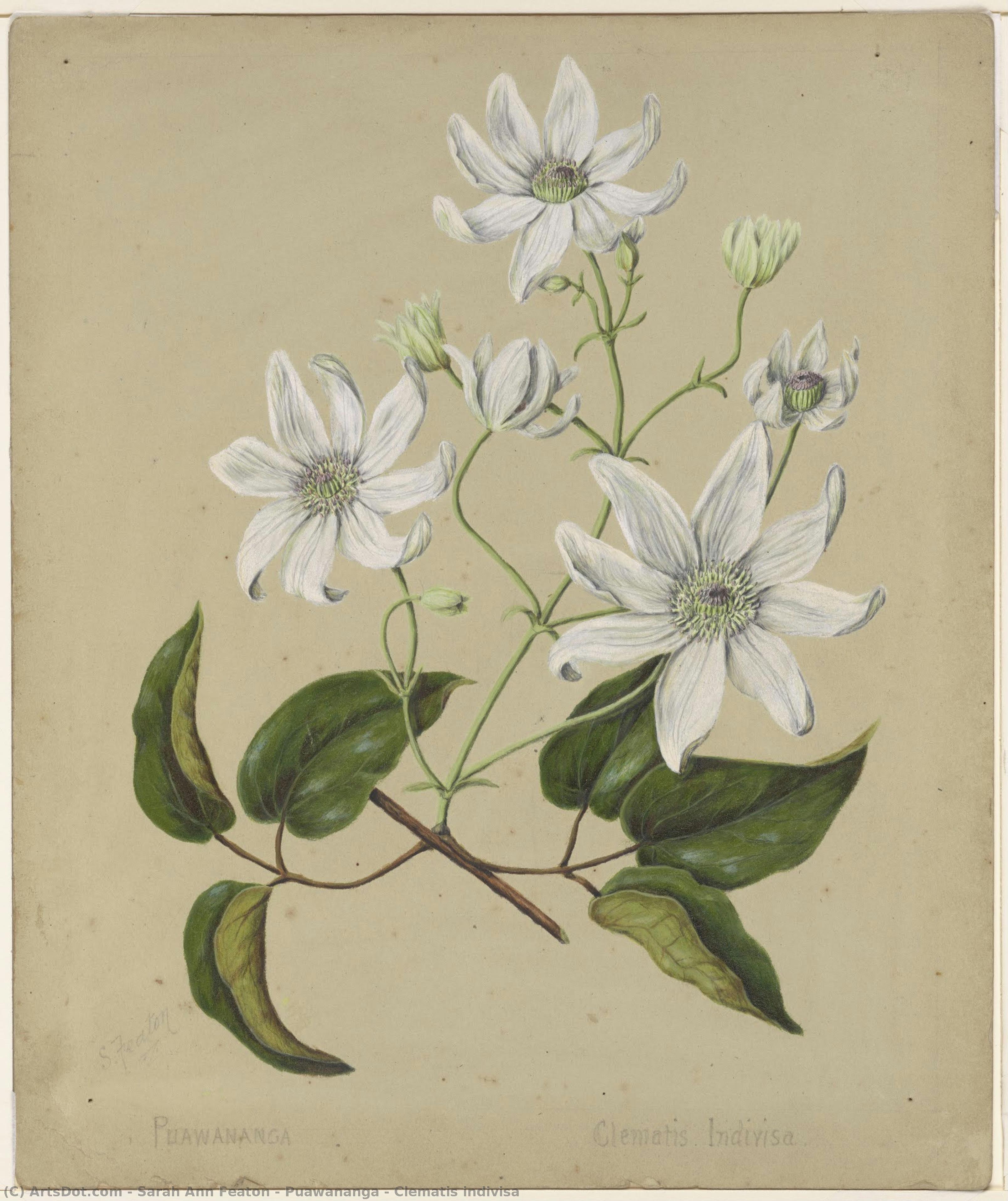 Puawananga - Clematis Indivisa — Sarah Ann Featon