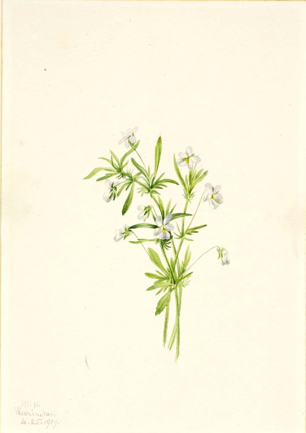 Violeta De Campo (viola Rafinesquii) — Mary Vaux Walcott