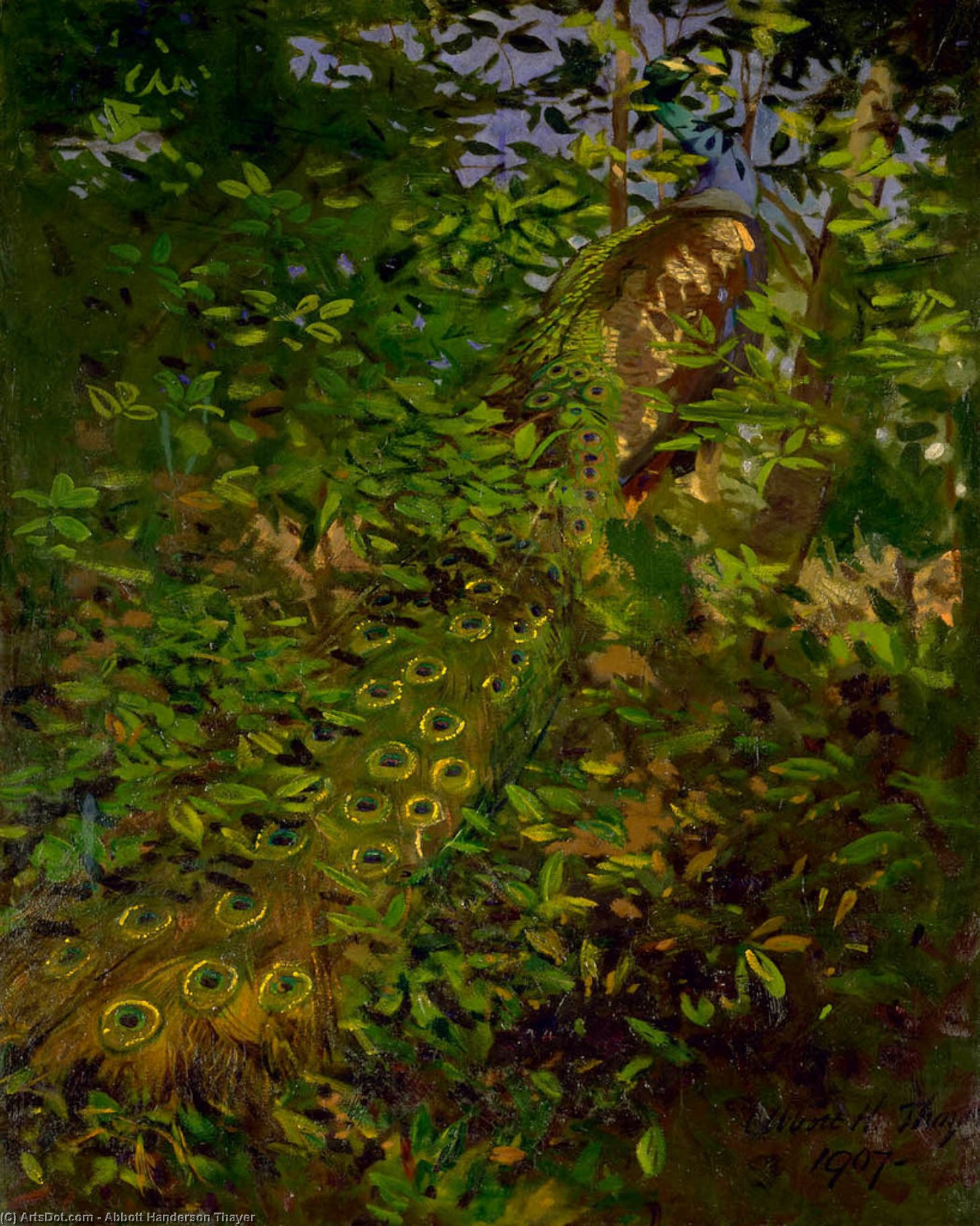 Peacock In The Woods — Abbott Handerson Thayer
