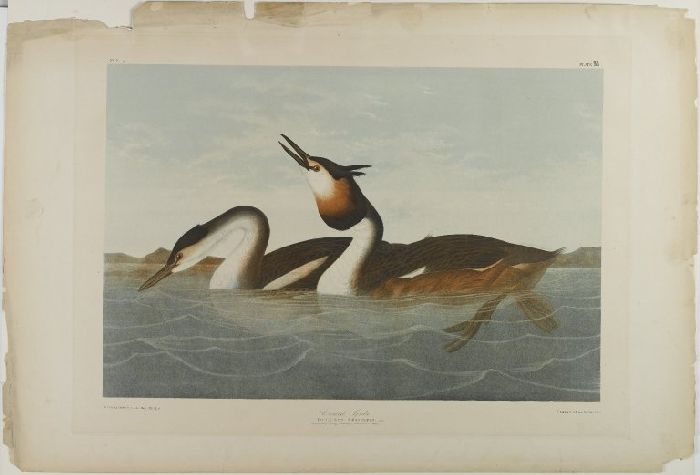 Crested Grebe — John James Audubon