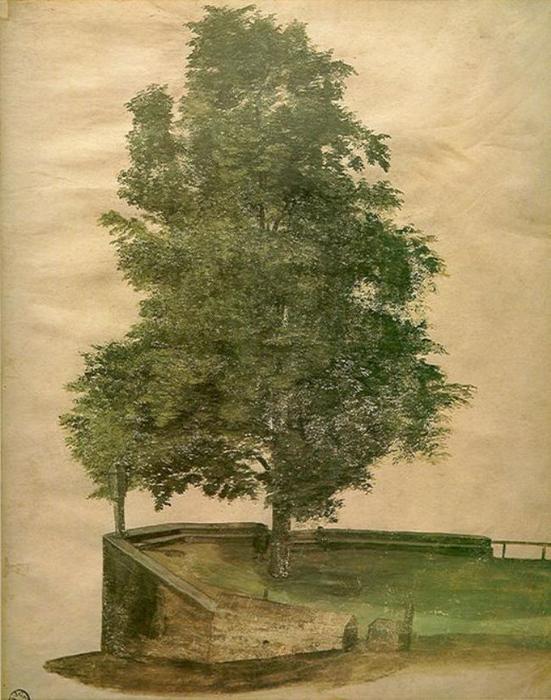 Linden Tree On A Bastion — Albrecht Dürer
