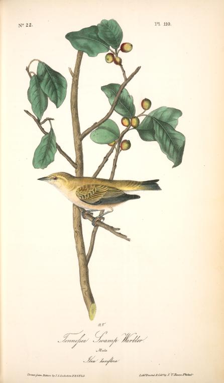 Tennessee Swamp-warbler. Male. (ilex Laxyflora.) — John James Audubon