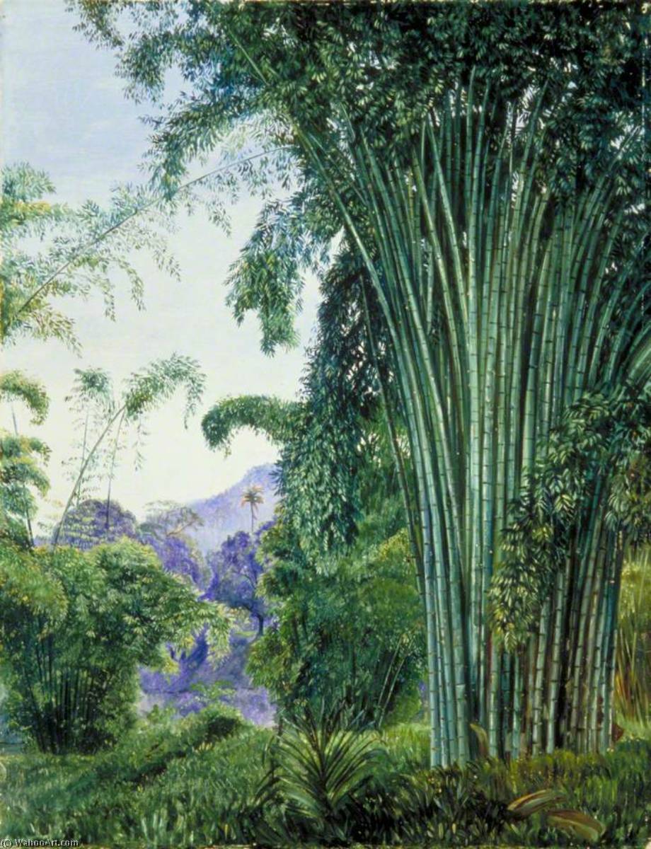 Clump Of Bamboo In The Royal Botanic Gardens, Peradeniya, Ceylon — Marianne North