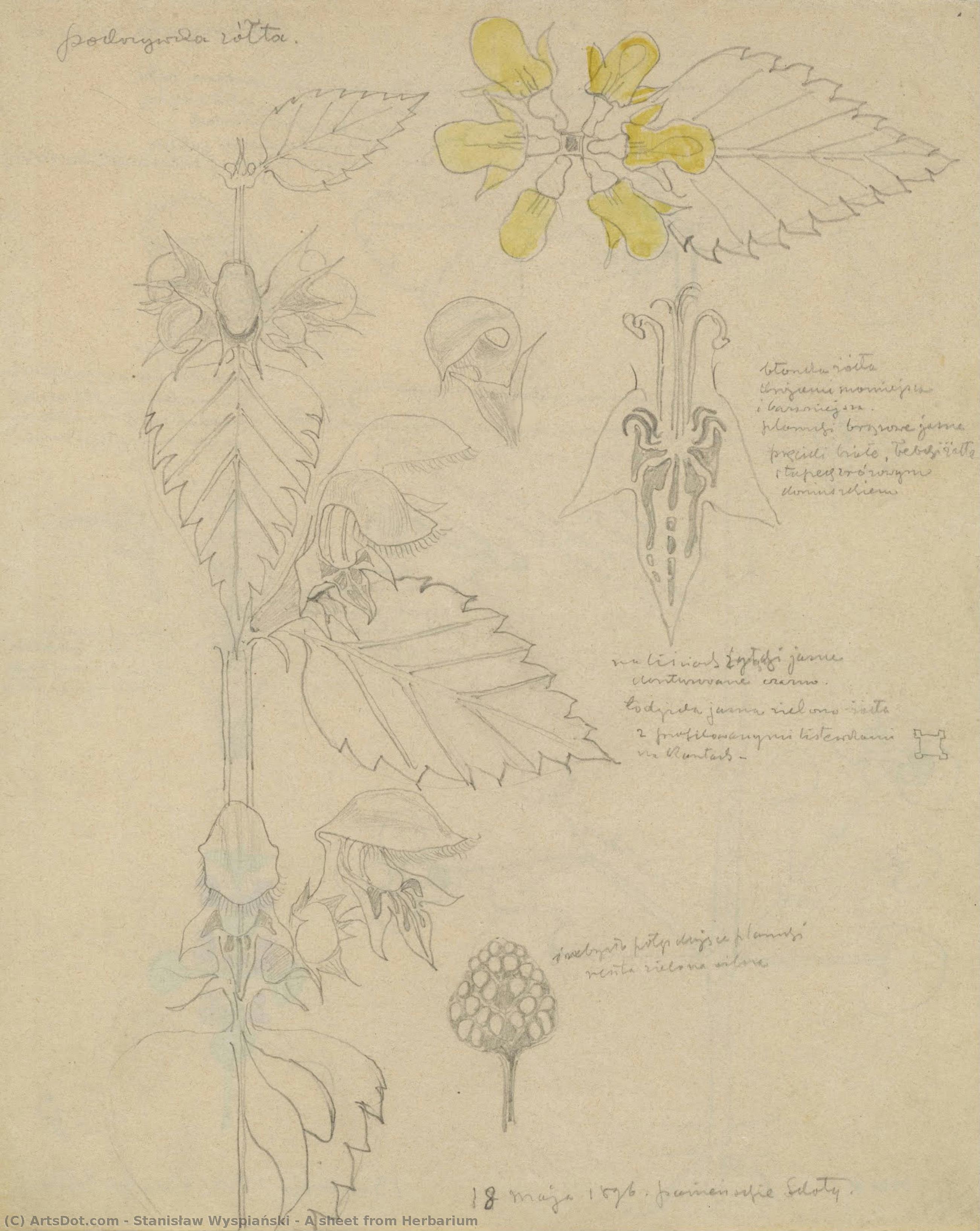 A Sheet From Herbarium — Stanislaw Wyspianski