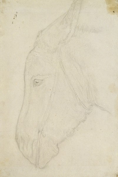Head Of A Donkey — John Frederick Lewis
