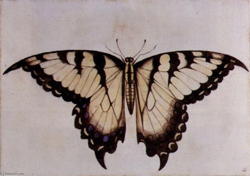 Swallow Tail Butterfly Large — John White