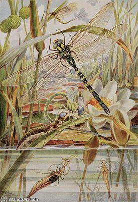 Dragonfly And Mayfly - — Louis Fairfax Muckley