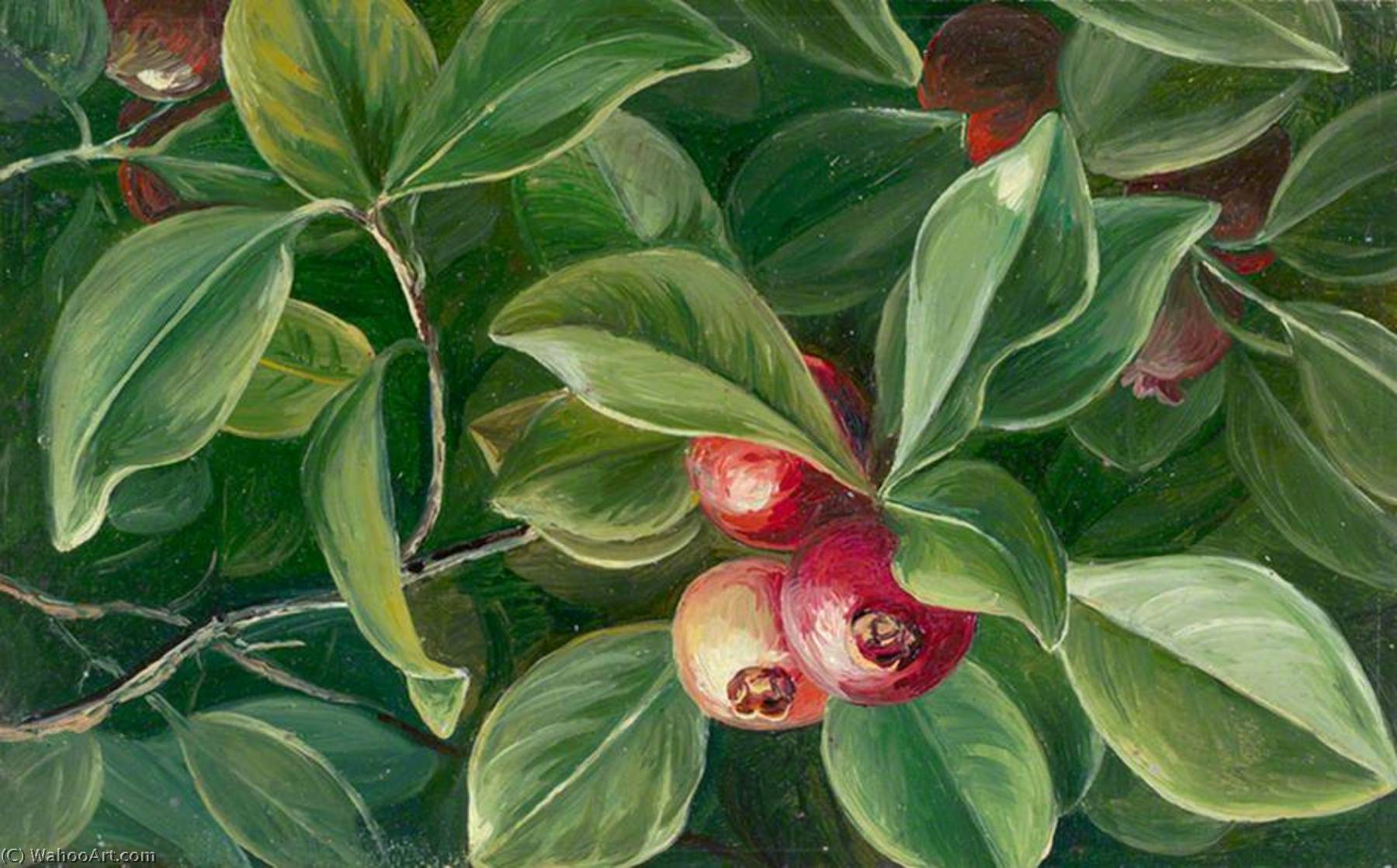 Psidium Littorale — Marianne North