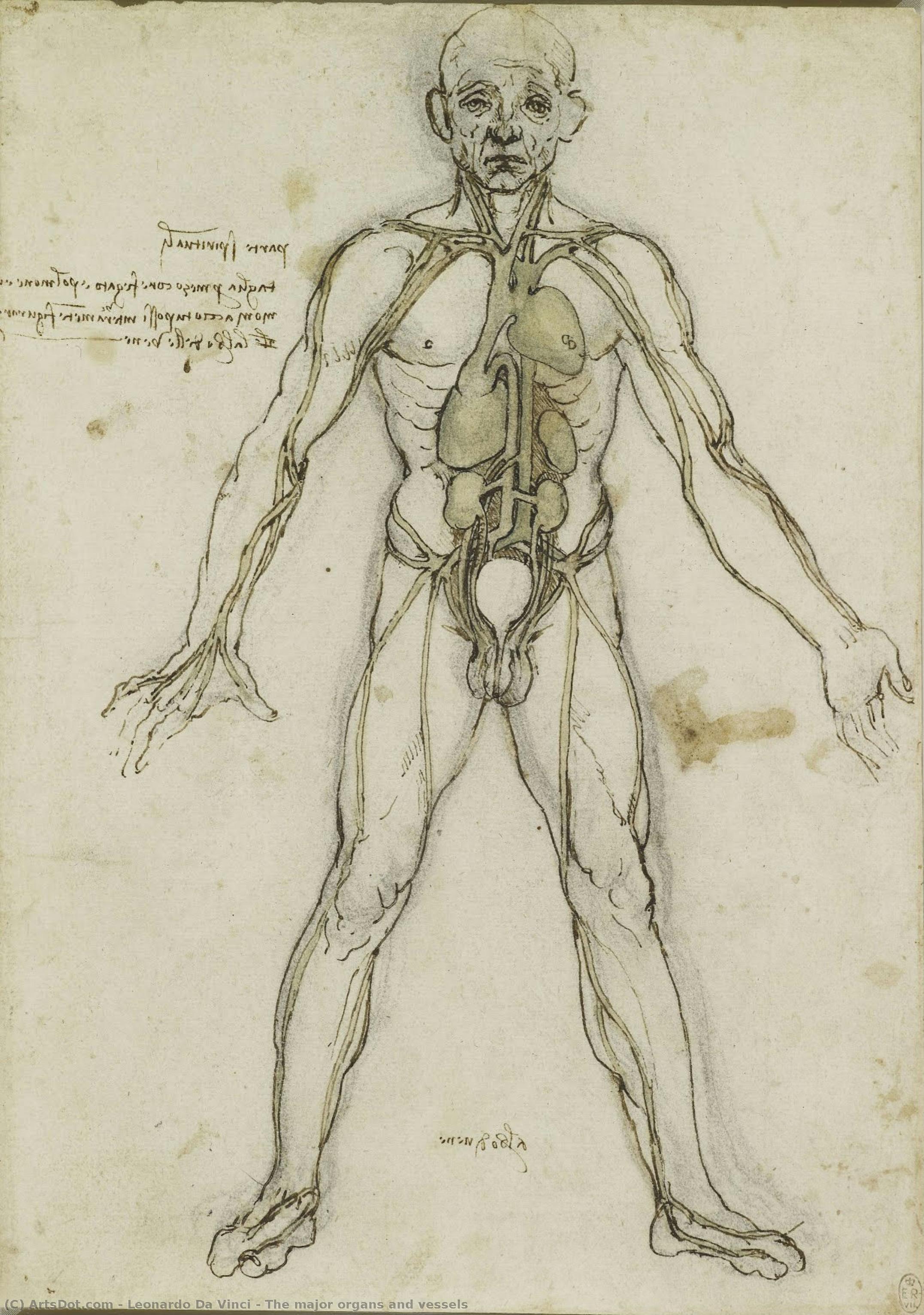 The Major Organs And Vessels — Leonardo Da Vinci