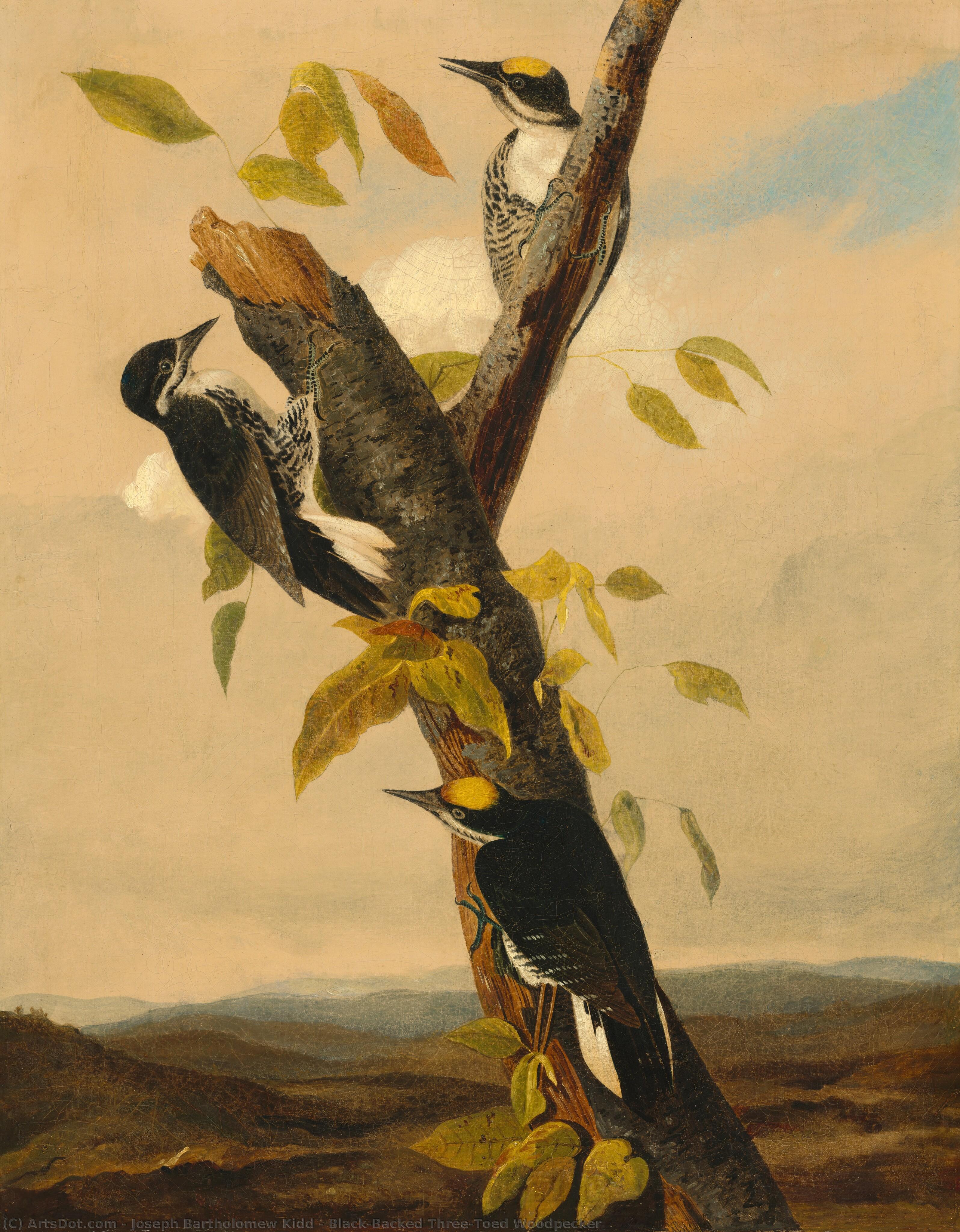 Black-backed Three-toed Woodpecker — Joseph Bartholomew Kidd