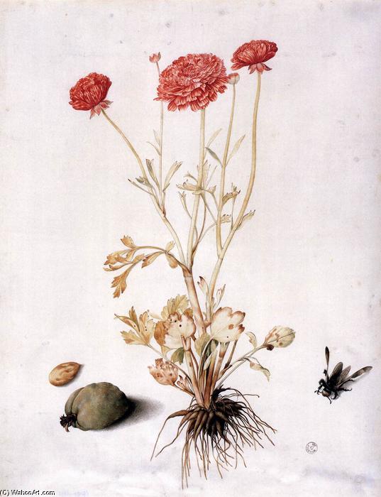 Ranunculus With Two Almonds And A Hymenopteran — Giovanna Garzoni