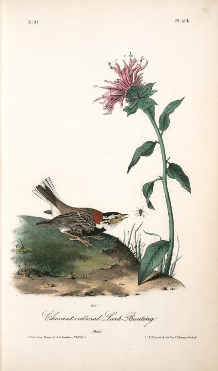 Chesnut-collared Lark Bunting. Male — John James Audubon