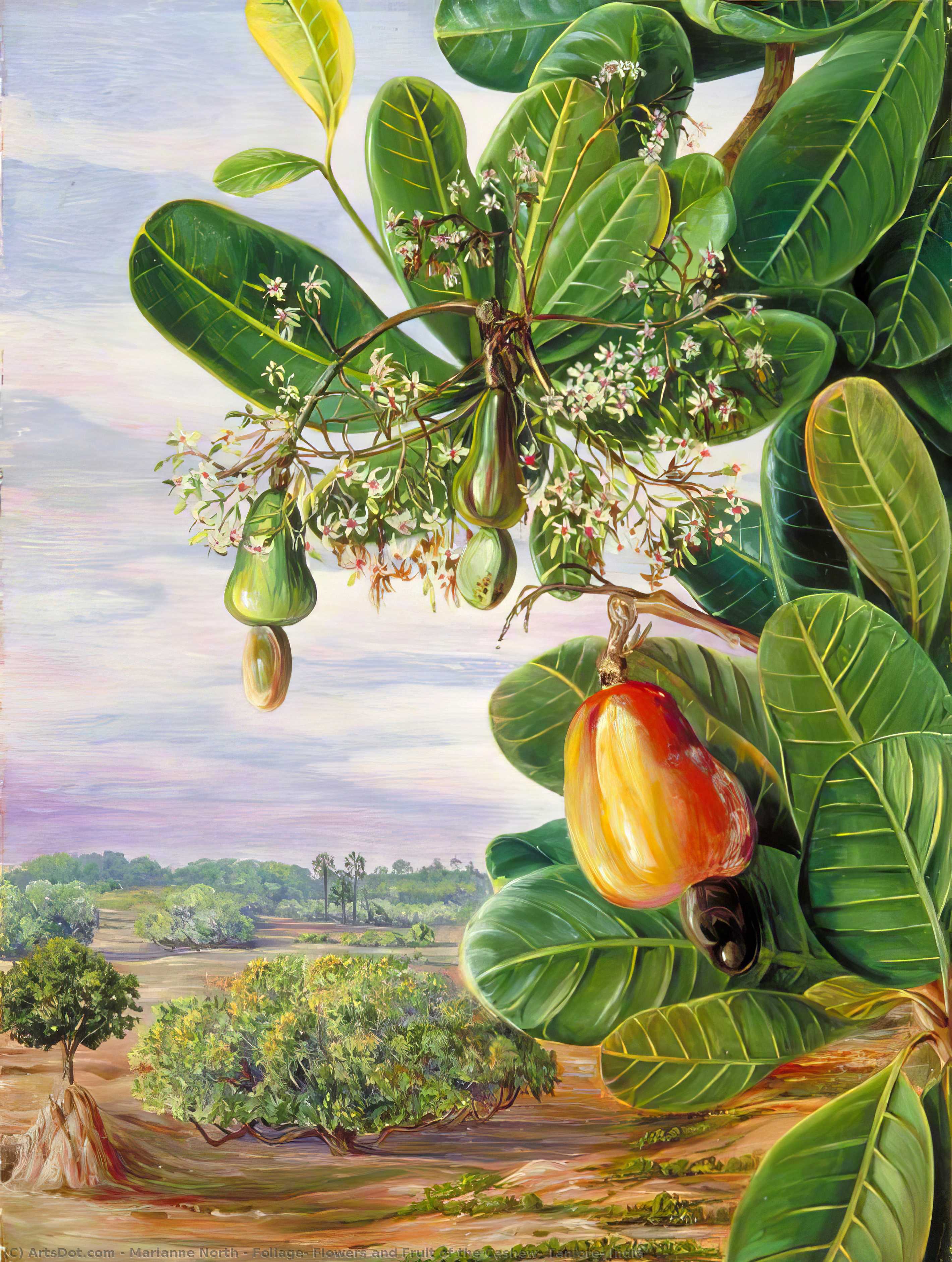 Foliage, Flowers And Fruit Of The Cashew, Tanjore, India — Marianne North