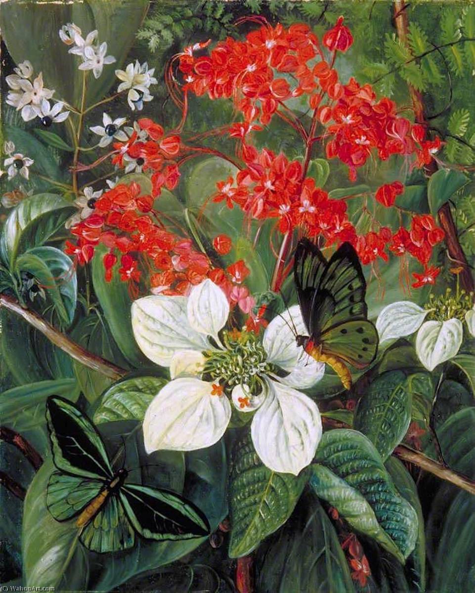 Flowers And Butterflies Of Sarawak, Borneo — Marianne North