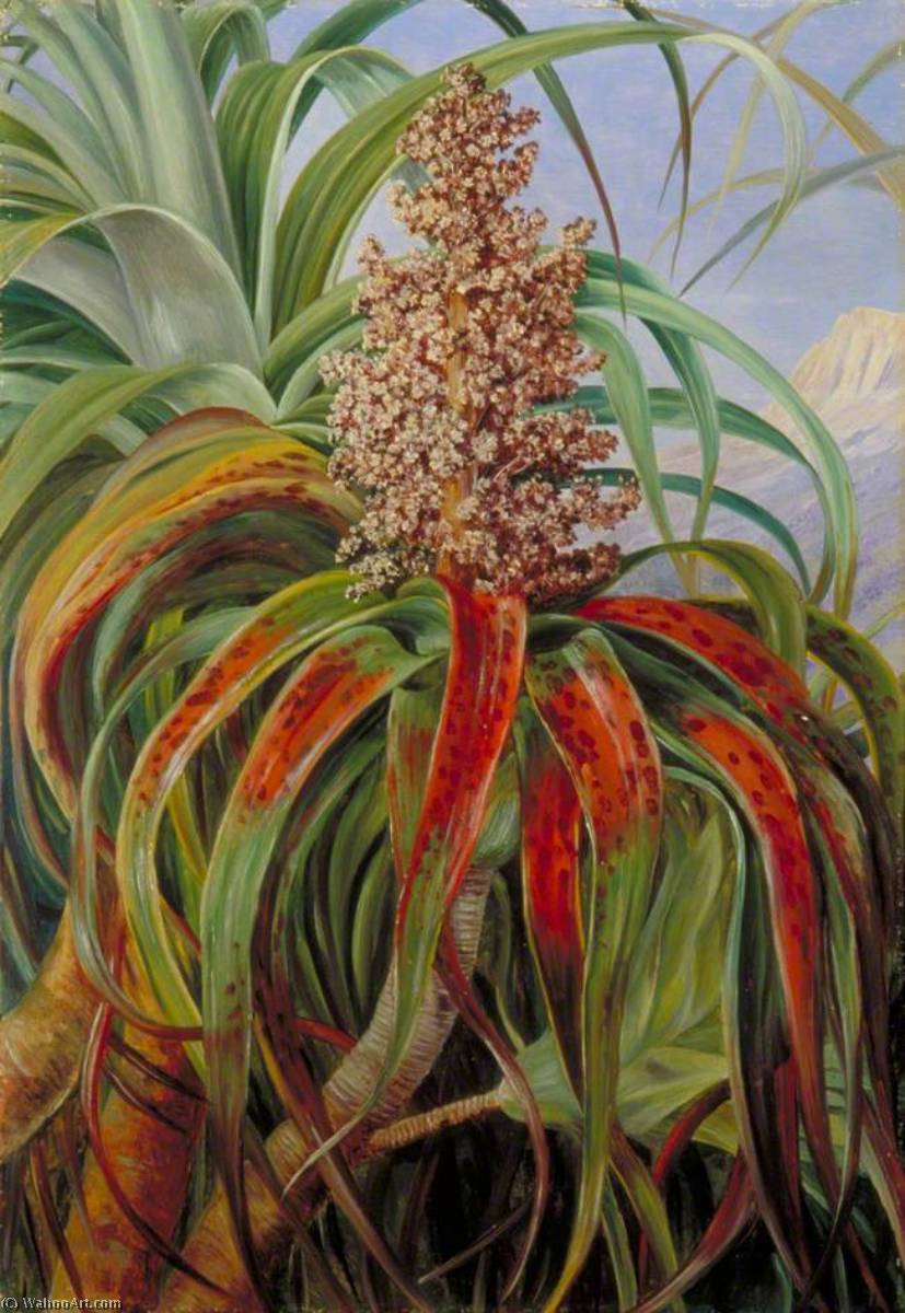 A New Zealand Dracophyllum — Marianne North