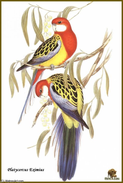 Perruche Omnicolore — John Gould