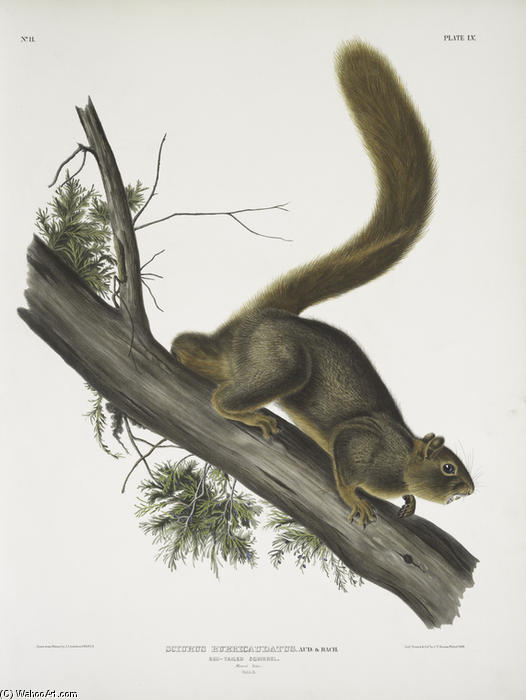 Sciurus Rubricaudatus, Red-tailed Squirrel. Natural Size. Male — John James Audubon