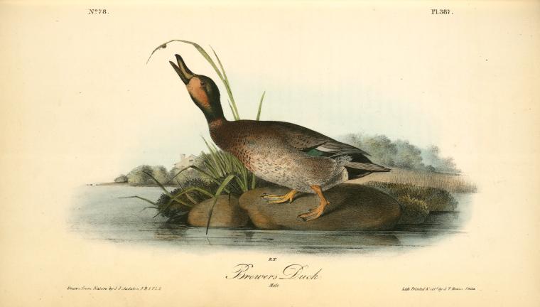 Brewer's Duck. Male — John James Audubon
