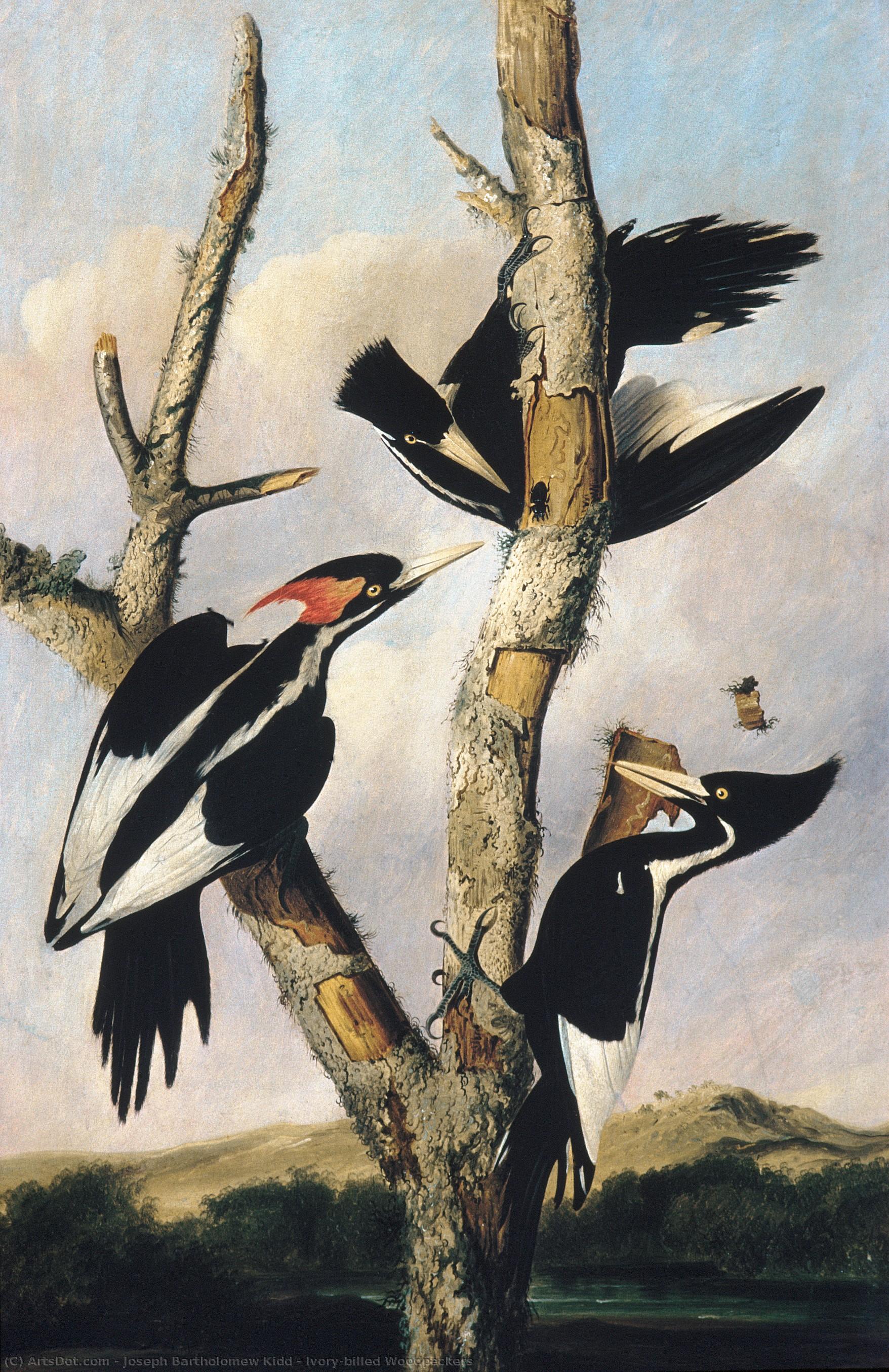 Ivory-billed Woodpeckers — Joseph Bartholomew Kidd