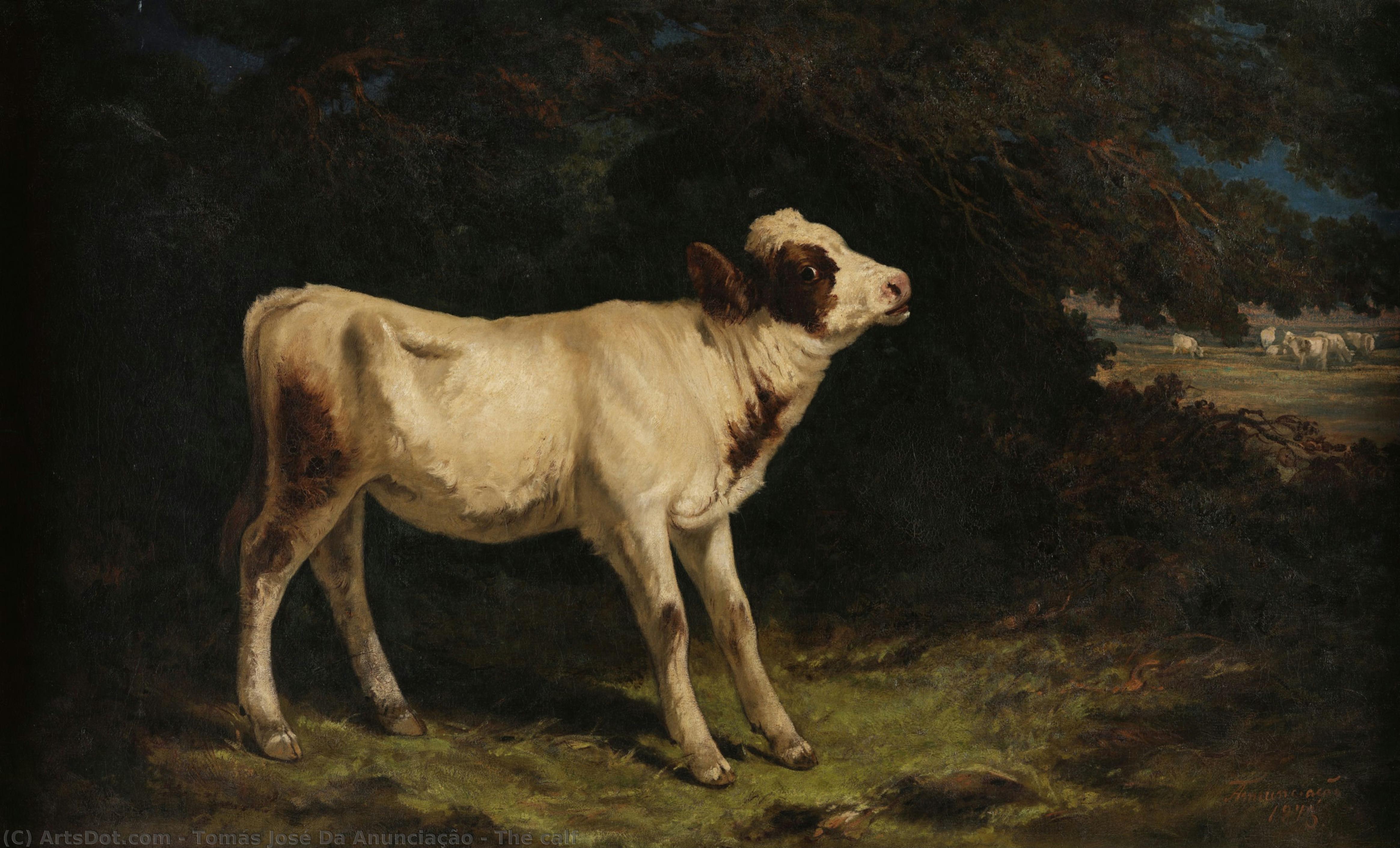 The Calf — Tomás José Da Anunciação