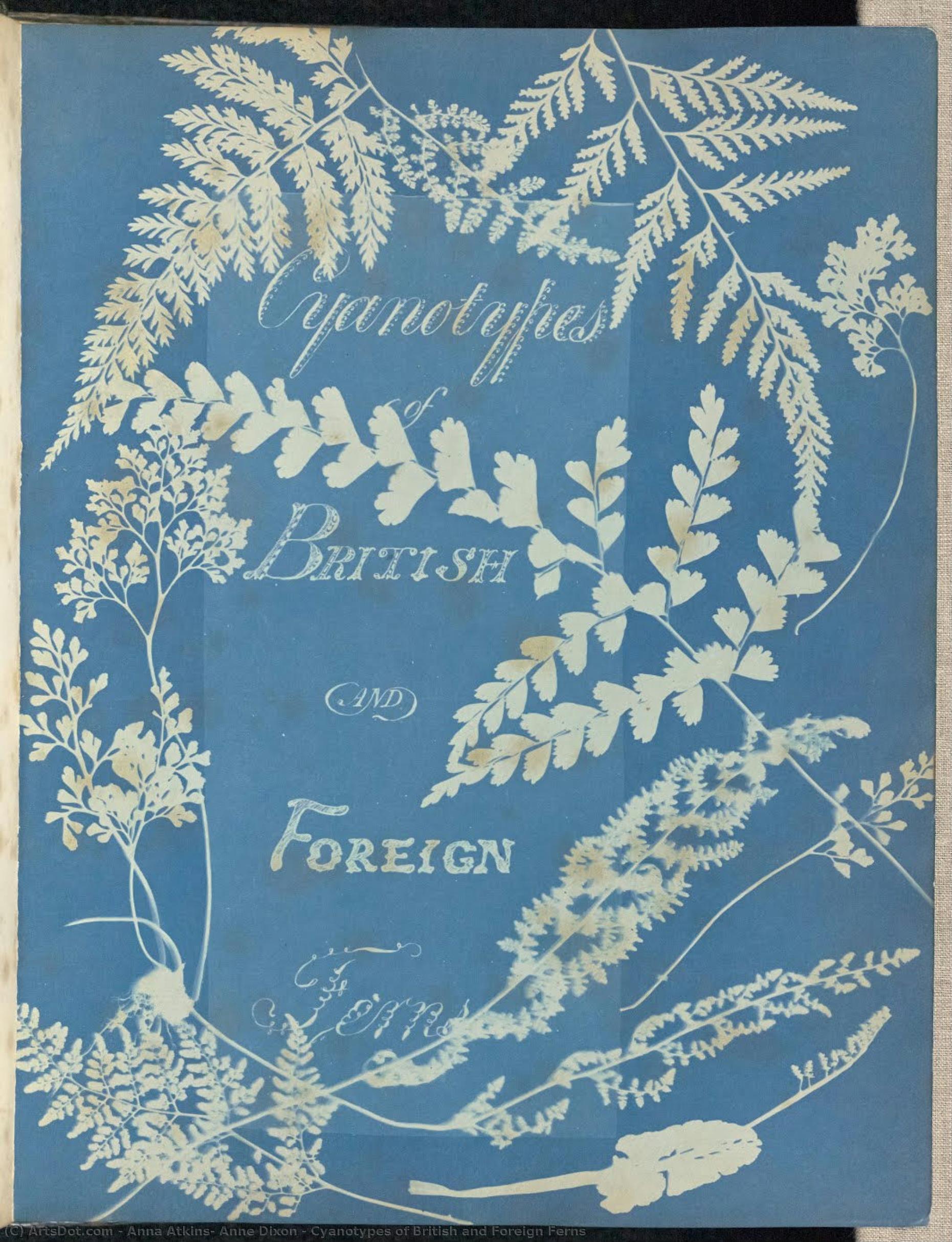 Cyanotypes Of British And Foreign Ferns — Anna Atkins, Anne Dixon