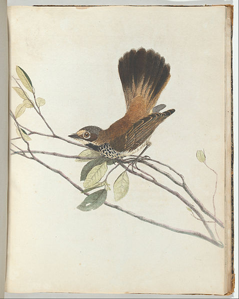 Orange Rumpt Flycatcher — John William Lewin