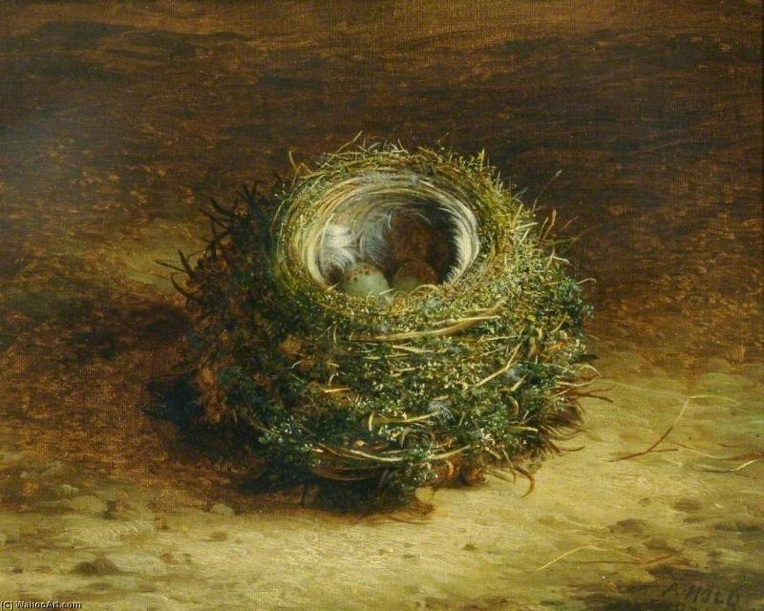 A Bird's Nest — Abel Hold