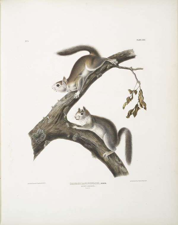 Sciurus Lanigunosus, Downy Squirrel. Natural Size — John James Audubon