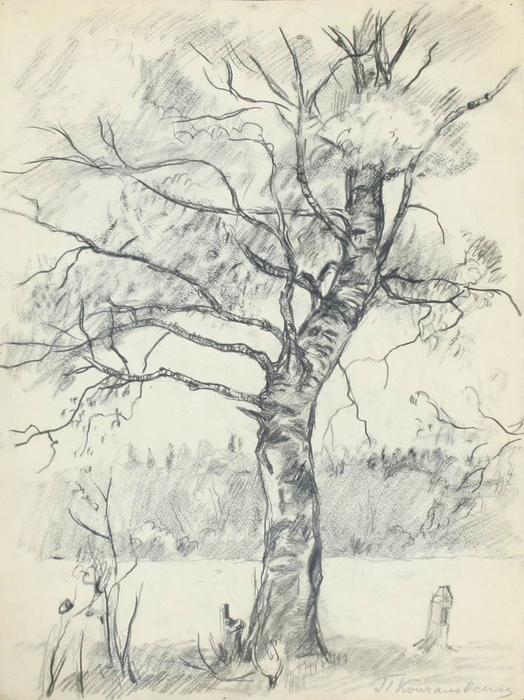 Birch Tree — Pyotr Konchalovsky
