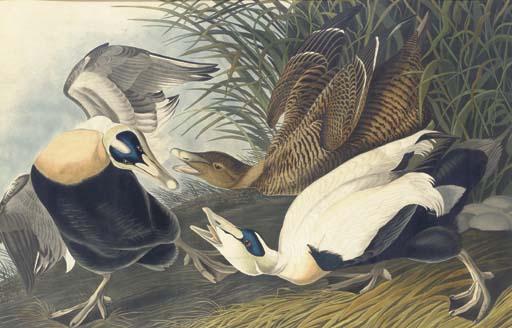 Eider Duck — Robert Havell