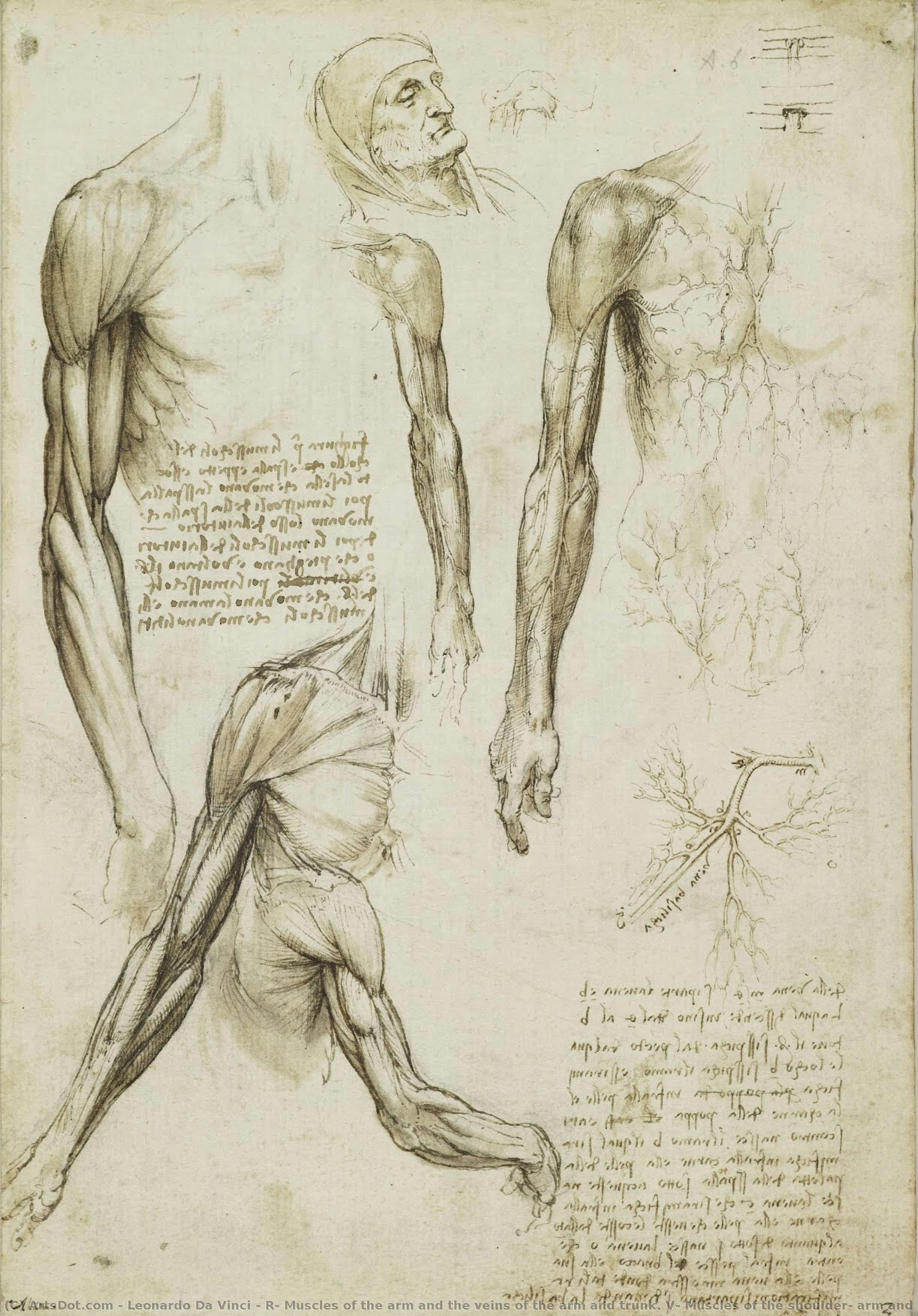 R: Muscles Of The Arm And The Veins Of The Arm And Trunk. V: Muscles Of The Shoulder, Arm And Neck — Leonardo Da Vinci