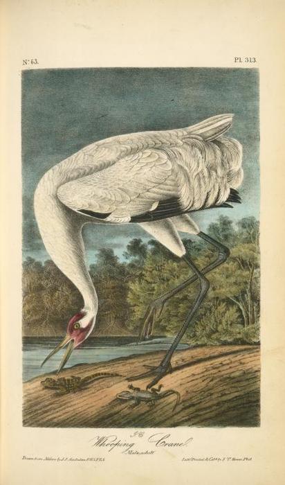Wooping Crane. Male, Adult — John James Audubon