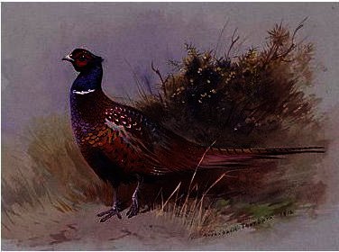 The Pheasant — Archibald Thorburn